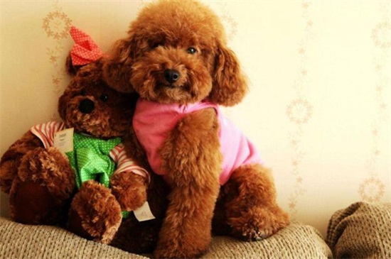 马犬看家护院怎么样