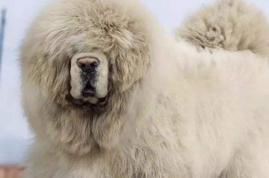 雪獒和大白熊的区别