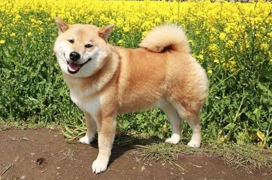 雪獒和大白熊的区别