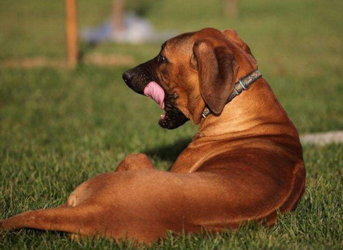 山上猎野猪最好的犬,打猎最厉害的狗排名