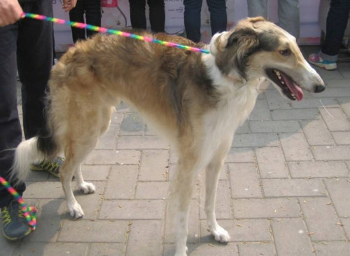 山上猎野猪最好的犬,打猎最厉害的狗排名