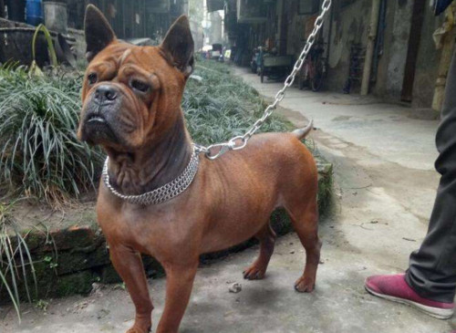 山上猎野猪最好的犬,打猎最厉害的狗排名