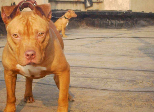 山上猎野猪最好的犬,打猎最厉害的狗排名