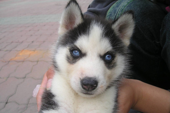 泰迪细小是什么症状