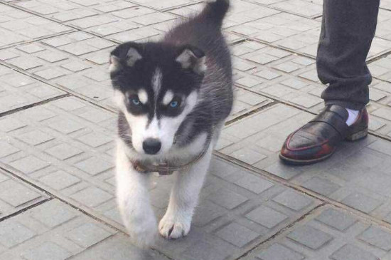 养哈士奇后悔了,养二哈有四大坏处养前必看