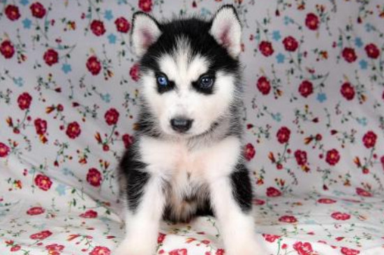 养哈士奇后悔了,养二哈有四大坏处养前必看