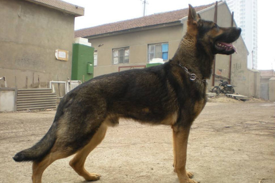 德国牧羊犬的四大品种,西德东德以及混血等品种