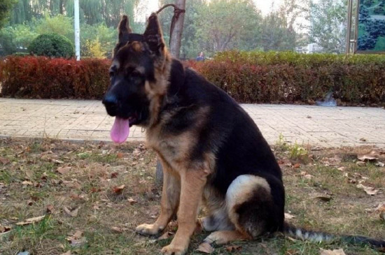 德国牧羊犬的四大品种,西德东德以及混血等品种