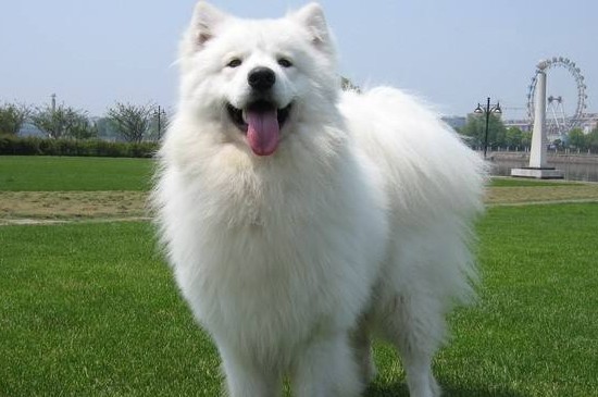 萨摩耶公犬发情期症状,会排尿侵占领土还有打斗倾向