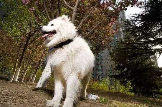 萨摩耶公犬发情期症状,会排尿侵占领土还有打斗倾向