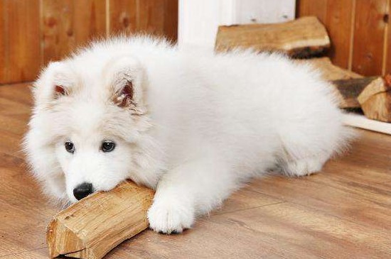 萨摩耶公犬发情期症状,会排尿侵占领土还有打斗倾向