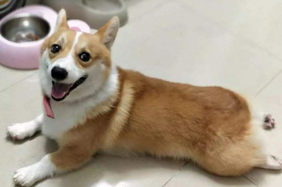 柯基越打越咬人怎么办，3种处理方法改善柯基咬人的情况