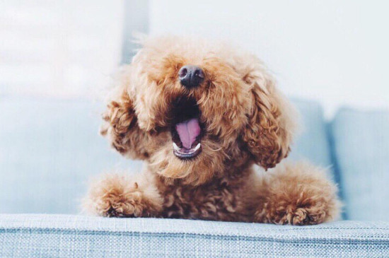 泰迪犬恨主人的表现