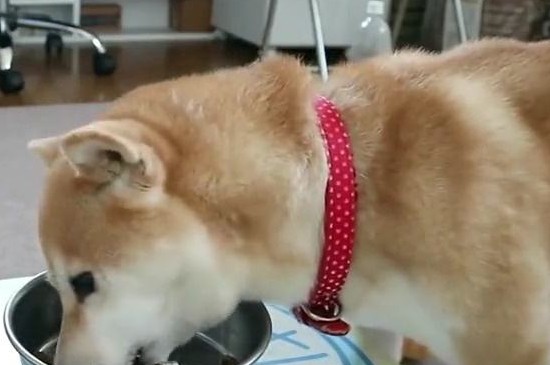 贝林登梗为什么禁养