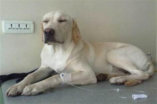 狗狗生病怎么照顾