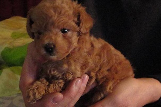 小恶霸犬怎么鉴定好坏