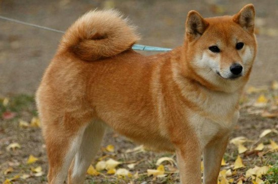 小恶霸犬怎么鉴定好坏