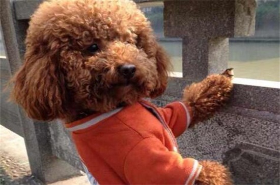 狗狗肺炎死亡率是多少