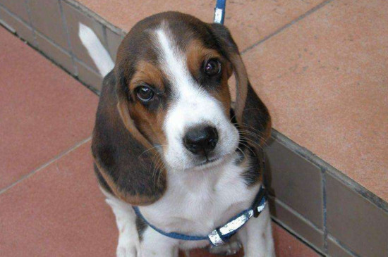 狗狗掉牙齿怎么处理