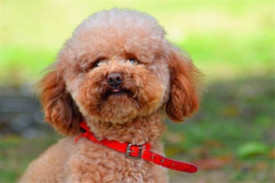 养小鹿犬的禁忌