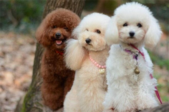 养小鹿犬的禁忌