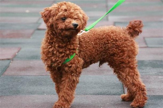 养小鹿犬的禁忌