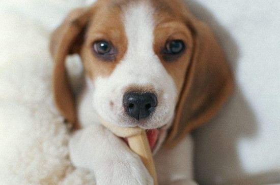 狗狗眼睛红是怎么回事