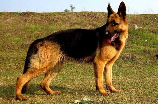 狗狗眼睛红是怎么回事