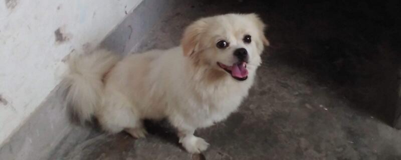 狗狗眼睛红是怎么回事