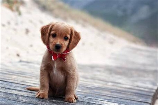 狗狗眼睛红是怎么回事