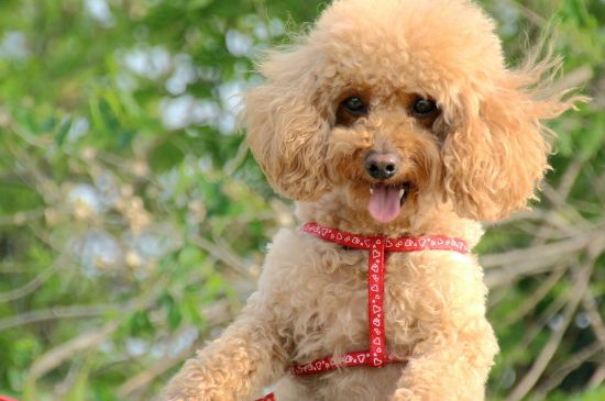 秋田犬和柴犬的区别