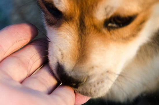 狗狗犬瘟怎么治疗