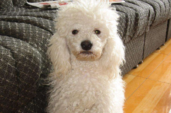 狗打疫苗后注意事项