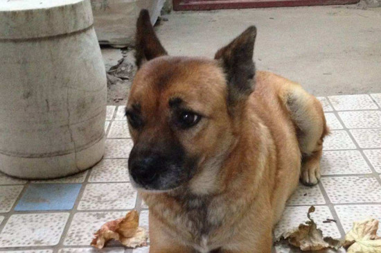 秋田犬和柴犬的区别
