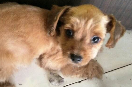 秋田犬和柴犬的区别