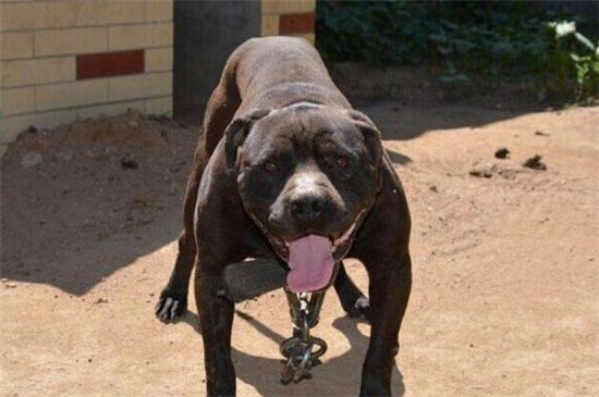 土佐犬为什么不敢养,体型太巨大且攻击性过强
