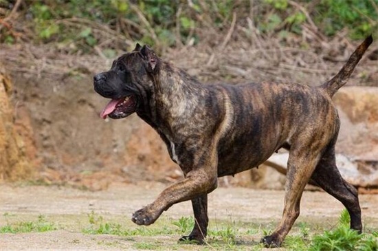土佐犬为什么不敢养,体型太巨大且攻击性过强