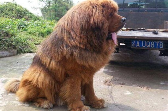 土佐犬为什么不敢养,体型太巨大且攻击性过强