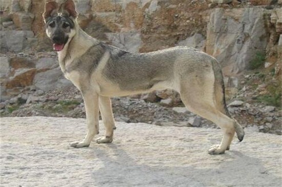 狼青不吃东西是什么病，消化不良或者寄生虫犬瘟所致