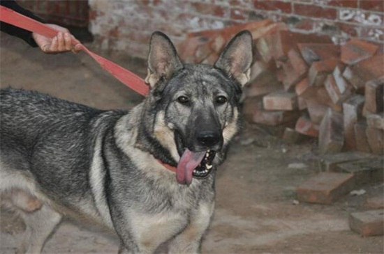 狼青不吃东西是什么病，消化不良或者寄生虫犬瘟所致