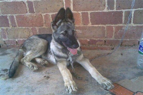 狼青不吃东西是什么病，消化不良或者寄生虫犬瘟所致