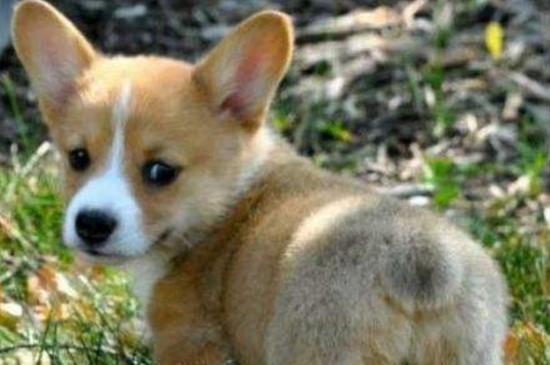 上海柯基犬多少钱一只,幼犬价格在2000~8000元之间