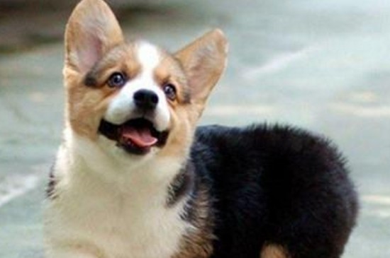 上海柯基犬多少钱一只,幼犬价格在2000~8000元之间