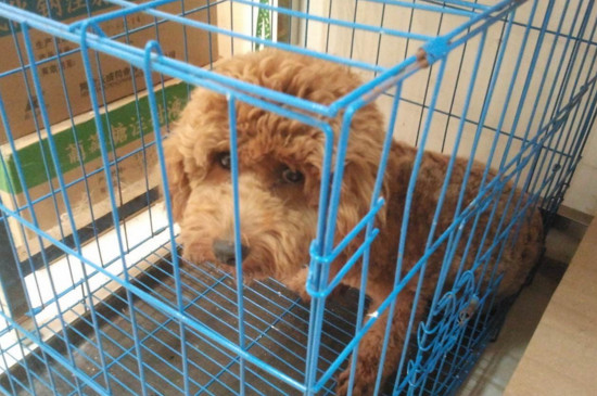关笼子和放养的狗区别,笼养狗性情更暴躁更凶猛
