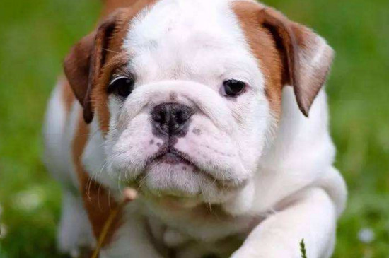 世界十大禁养名犬