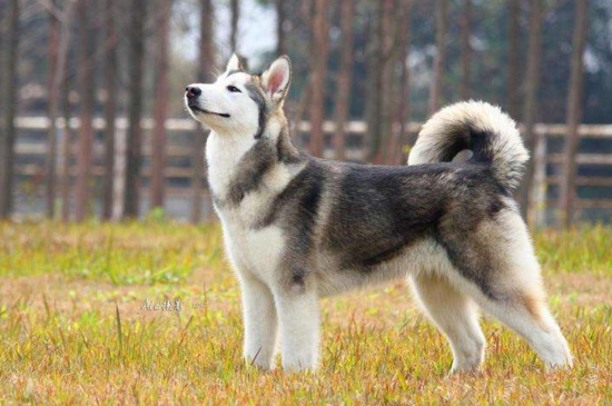 阿拉斯加犬夏天怎么办,修毛降温多喝水少运动