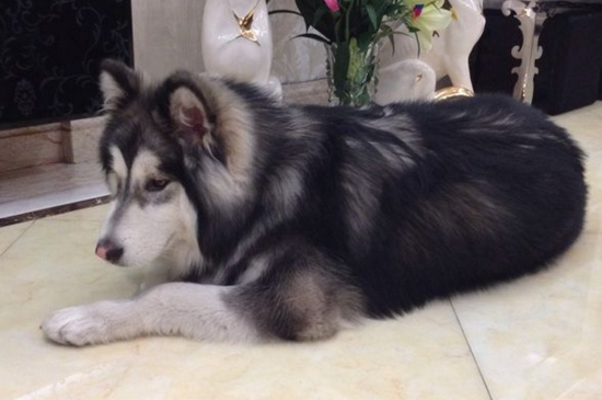 阿拉斯加犬夏天怎么办,修毛降温多喝水少运动