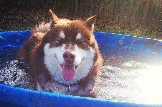 阿拉斯加犬夏天怎么办,修毛降温多喝水少运动