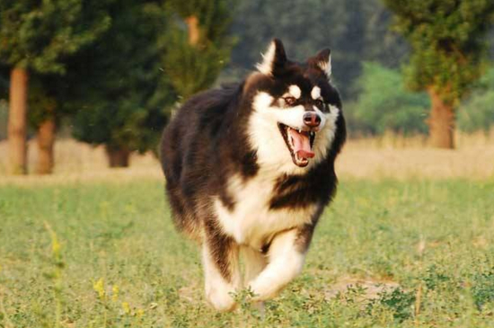 阿拉斯加犬夏天怎么办,修毛降温多喝水少运动