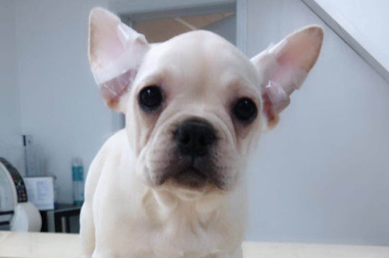 法斗耳朵竖不起来怎么办，帮法斗绑耳朵或者使用立耳器